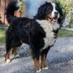 Descriere Mountain Dog câine rasa caracter elvețian de pui, fotografii