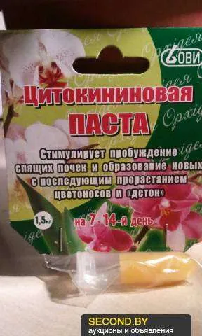 Condiții de viață pietre sau Lithops - de îngrijire și de udare