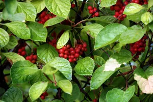 Hedges în țară cu propriile lor mâini ce plante - revizuire, instrucțiuni pas cu pas! (Hedge) Hedges în țară cu propriile lor mâini ce plante - revizuire, instrucțiuni pas cu pas!