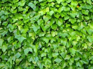 Hedges în țară cu propriile lor mâini ce plante - revizuire, instrucțiuni pas cu pas! (Hands) Hedges în țară cu propriile lor mâini ce plante - revizuire, instrucțiuni pas cu pas!