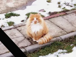 Viața câinilor și pisicilor din sat