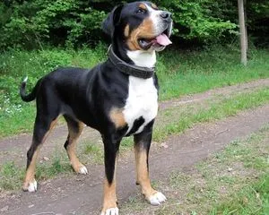Descriere Mountain Dog câine rasa caracter elvețian de pui, fotografii