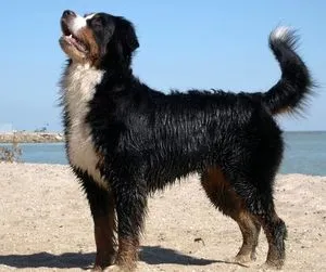 Descriere Mountain Dog câine rasa caracter elvețian de pui, fotografii