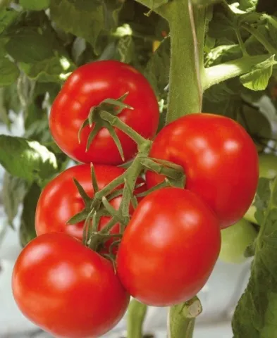 soiuri de tomate rezistente la căldură, cu o descriere și fotografie