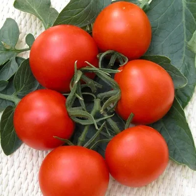 soiuri de tomate rezistente la căldură, cu o descriere și fotografie
