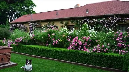 Hedge - din care este mai bine pentru a face o analiză a opțiunilor, scheme, instrucțiuni (live) Hedge - din care este mai bine pentru a face o analiză a opțiunilor, scheme, instrucțiuni