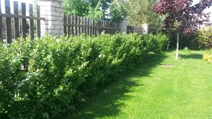Hedge - din care este mai bine pentru a face o analiză a opțiunilor, scheme, instrucțiuni (live) Hedge - din care este mai bine pentru a face o analiză a opțiunilor, scheme, instrucțiuni