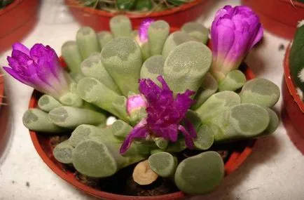 Condiții de viață pietre sau Lithops - de îngrijire și de udare