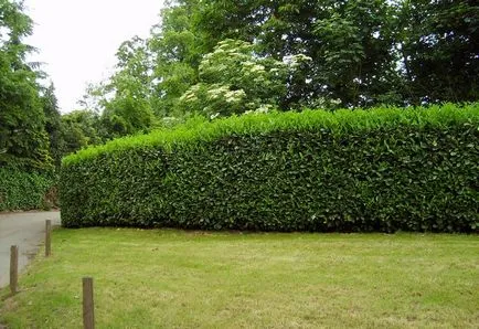 Hedge - din care este mai bine pentru a face o analiză a opțiunilor, scheme, instrucțiuni (mai bună) Hedge - din care este mai bine pentru a face o analiză a opțiunilor, scheme, instrucțiuni