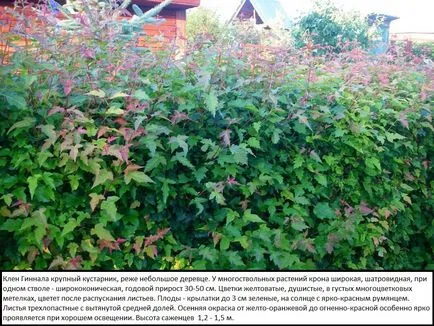 Hedge - din care este mai bine pentru a face o analiză a opțiunilor, scheme, instrucțiuni (mai bună) Hedge - din care este mai bine pentru a face o analiză a opțiunilor, scheme, instrucțiuni