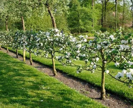 Hedge - din care este mai bine pentru a face o analiză a opțiunilor, scheme, instrucțiuni (mai bună) Hedge - din care este mai bine pentru a face o analiză a opțiunilor, scheme, instrucțiuni