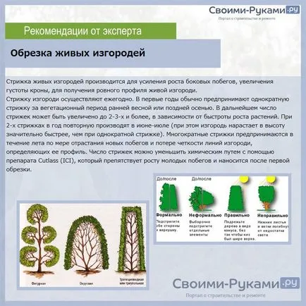 Hedges în țară cu propriile lor mâini ce plante - revizuire, instrucțiuni pas cu pas! (Vila) Hedges în țară cu propriile lor mâini ce plante - revizuire, instrucțiuni pas cu pas!