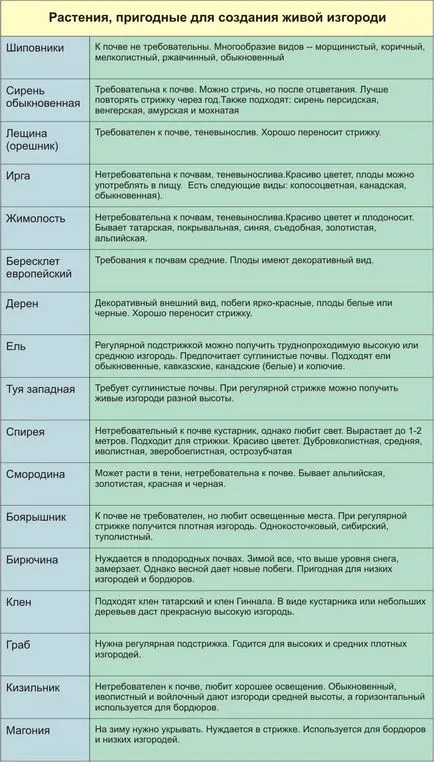 Hedges în țară cu propriile lor mâini ce plante - revizuire, instrucțiuni pas cu pas! (plante) Hedges în țară cu propriile lor mâini ce plante - revizuire, instrucțiuni pas cu pas!