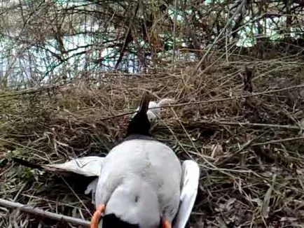 nevăstuică animale