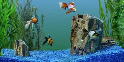 Start Aquarium