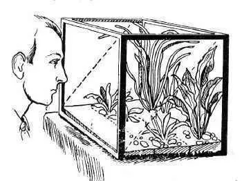 Cum de a planta plantele din acvariu