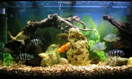 Start Aquarium Start Aquarium