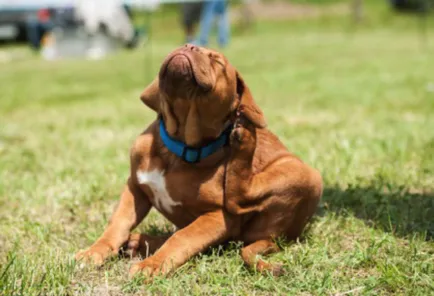 Decât pentru tratarea alergiilor la câini