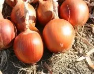 Cum de a planta vinete Cum de a planta vinete