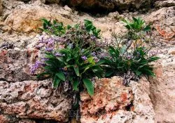 vizionări Alpine deal