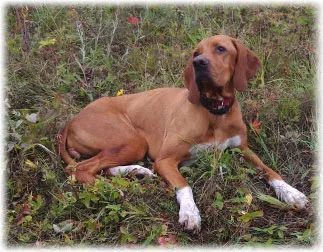 câine pointer