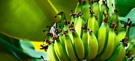 Bananele sunt utile pentru bărbați Bananele sunt utile pentru bărbați