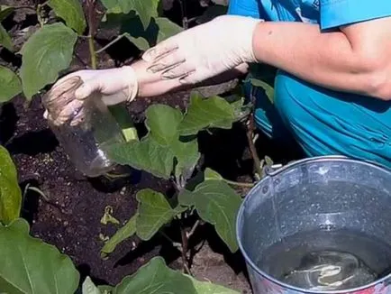 Cum de a planta vinete