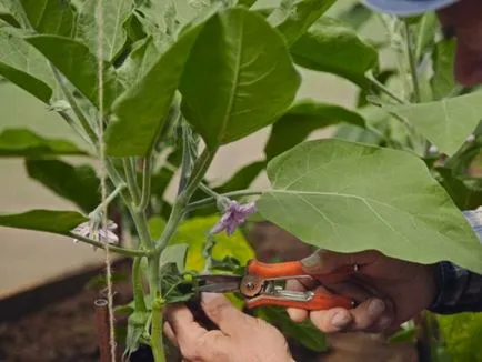 Cum de a planta vinete