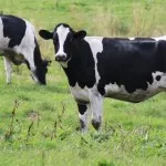 Ce este o vacă uscat