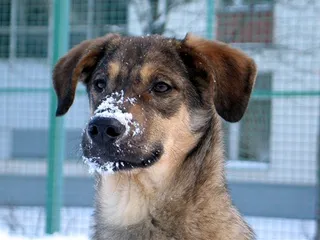 Adresele de adăposturi pentru câini