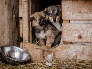 Adresele de adăposturi pentru câini