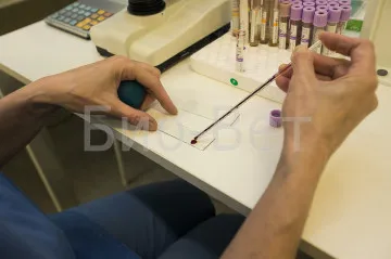 Testele de sânge biochimice la câini