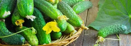 Calendarul lunar pentru plantare castraveți Calendarul lunar pentru plantare castraveți
