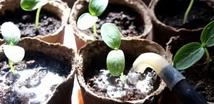 Calendarul lunar pentru plantare castraveți Calendarul lunar pentru plantare castraveți