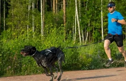Rularea cu câinii Rularea cu câinii
