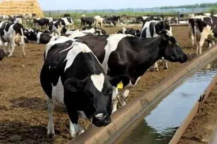 vaci stabulație liberă