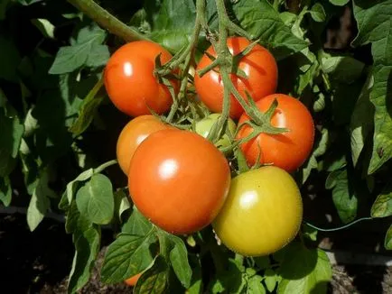 Am nevoie pentru a rupe frunzele de (tăiere de tomate Bush) tomate Am nevoie pentru a rupe frunzele de tomate