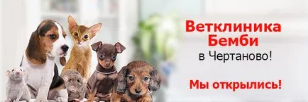clinica veterinara pentru caini
