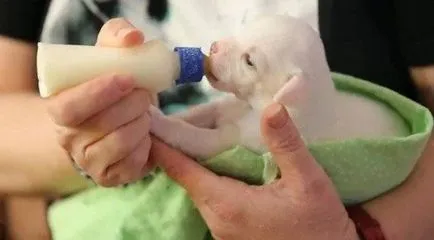 Cum mai bine să se hrănească câinele Cum mai bine să se hrănească câinele
