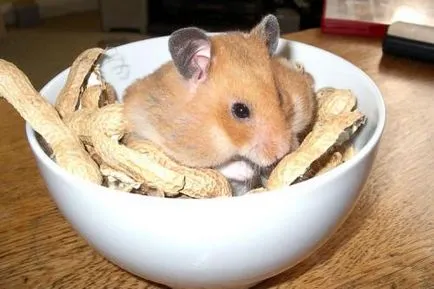 Feedul hamsteri sirieni Feedul hamsteri sirieni