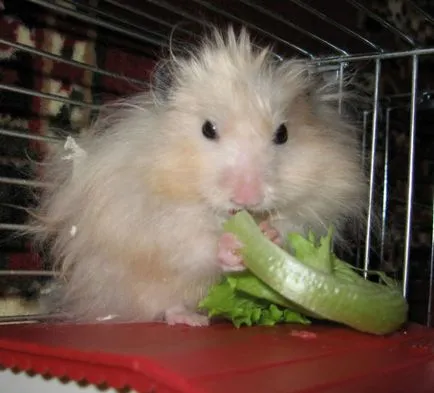 Feedul hamsteri sirieni Feedul hamsteri sirieni