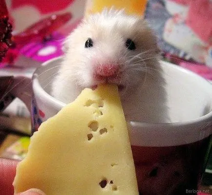Feedul hamsteri sirieni Feedul hamsteri sirieni