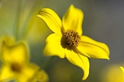 Succesiunea la alergii Succesiunea la alergii