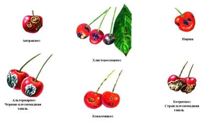 pete negre care fac