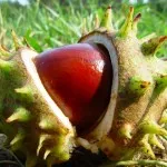 Ce ajutor de la prostatita