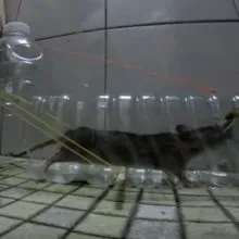 Otravirea de câini cu otravă de șobolani