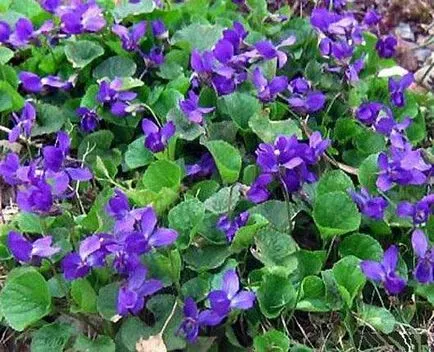 paturi de flori în umbră