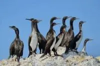 guano-l guano-l
