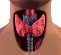 Cum de a reglementa hormoni