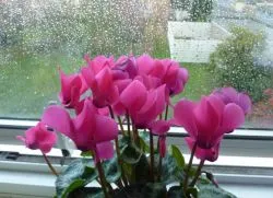 Cyclamen din semințe de la domiciliu